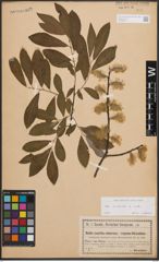 Foto von Salix cinerea L.